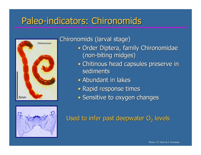 ../../../../../PALEO/TEAM/PIC/chironomids4rev.jpg