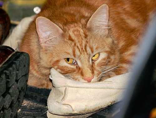 Ginger