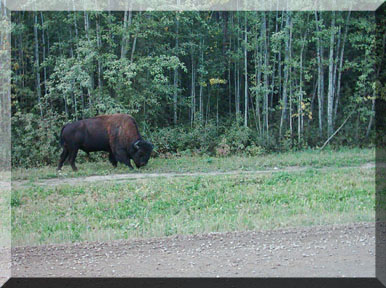 Bison in Fort Liard