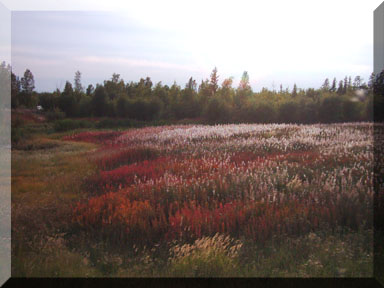 A colourful field beside the road near Yellowknife