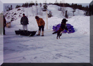 Dog pulling enthusiastically in strong dog pull