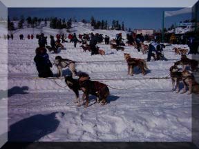 Mushers and teams lined up at the start