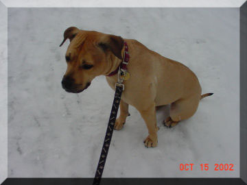 Jasmine sitting on the snow