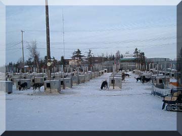 Many dogs and their numbered kennels