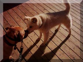 Jasmine and community dog sniffing hello