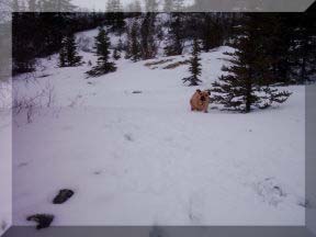 Jasmine in the snow